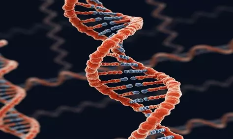 El plátano y tú - Parentesco genético inesperado - ADN